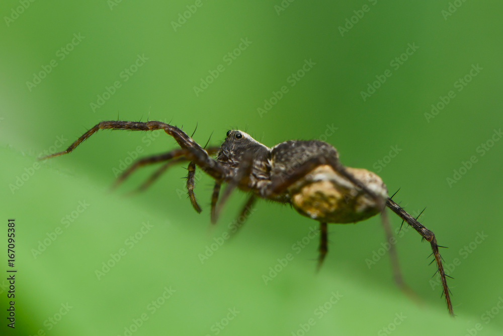 Jagdspinne mit Konkon Jagdspinne mit Konkon