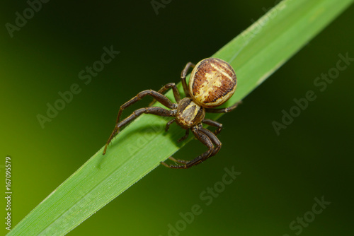 Canvas Print Spinne sitzt auf einem Blatt
