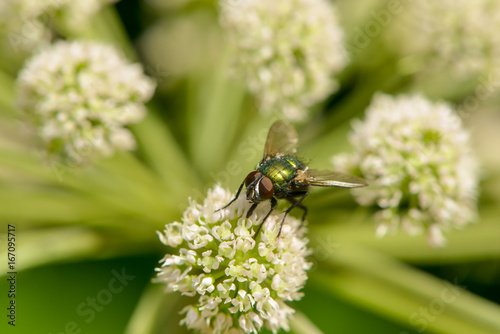 Fliege sitzt auf einer Blüte