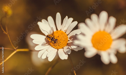 Selective focus on a bee pollinating chamomile. White daisy flowers in background of nature.