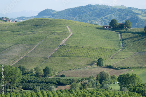 Vineyards on the hills of Langhe, Italy