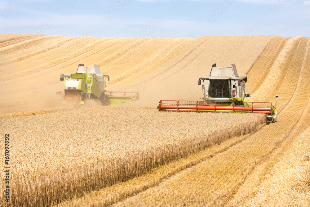 Fototapeta premium Harvest of wheat