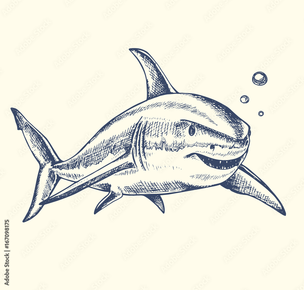 Fototapeta premium Hand drawn shark