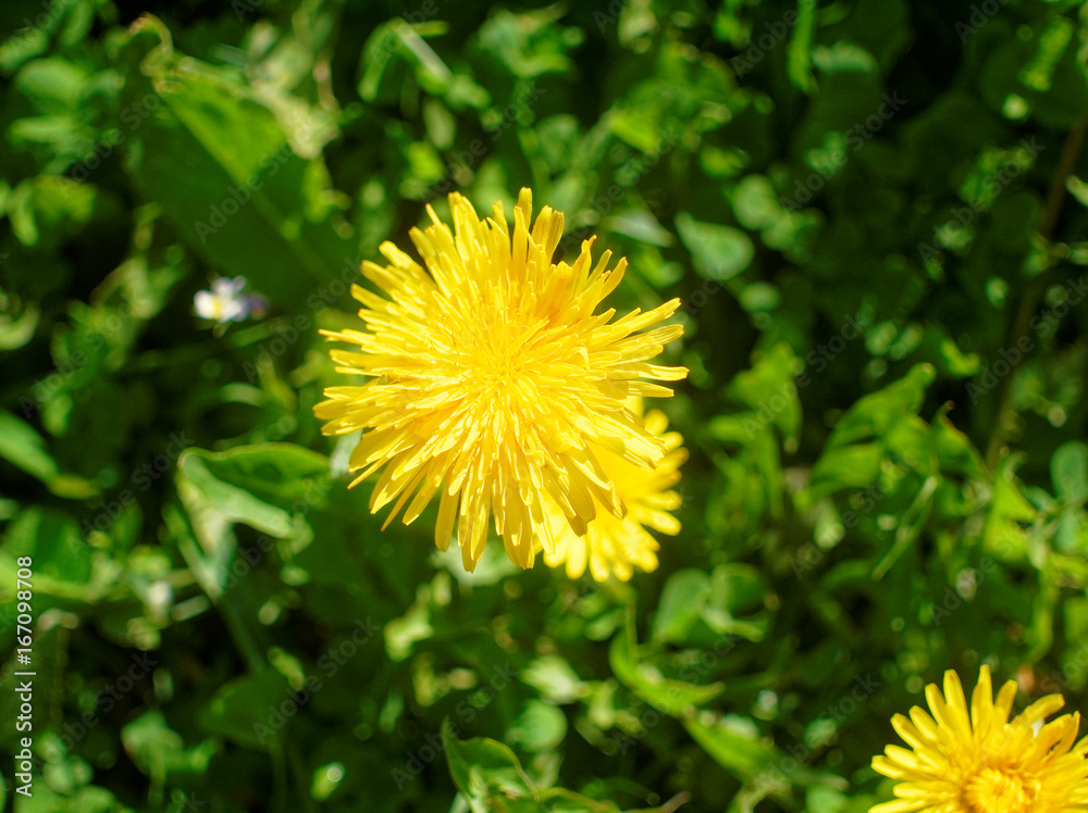 yellow flower of dandelion in the spring on a bright day yellow flower of dandelion in the spring on a bright day