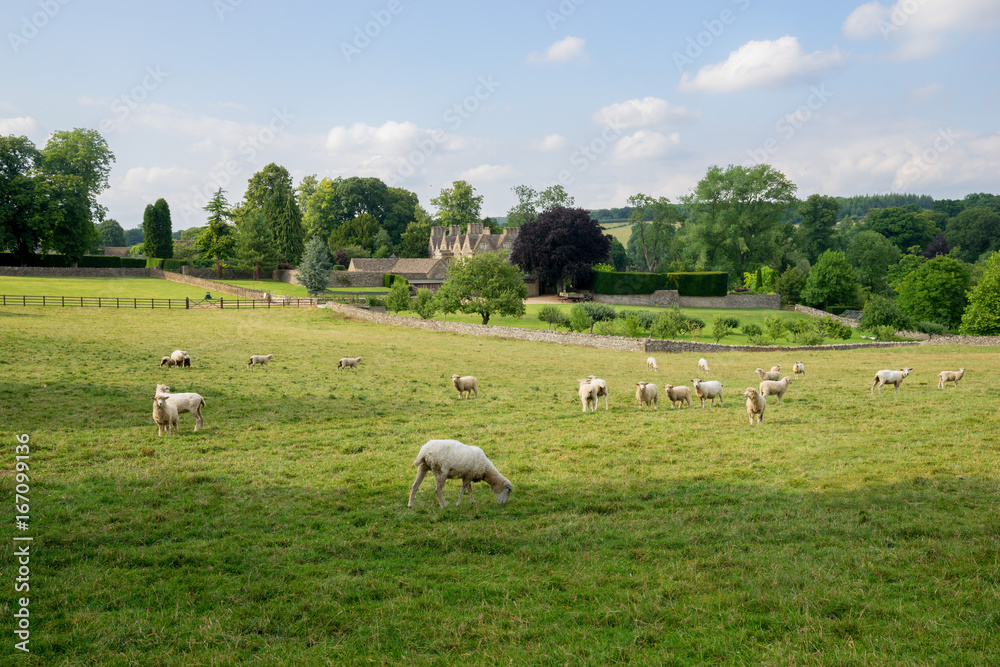 Sheep grazing on farm land in English countryside in the cotswolds.