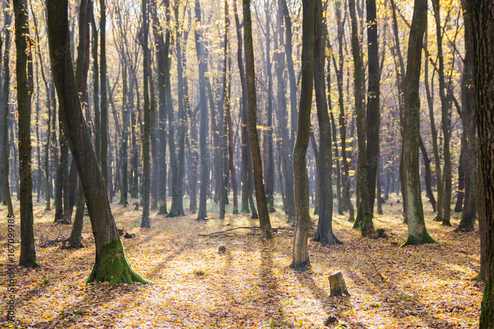 Bright sunrise light in yellow autumn forest Bright sunrise light in yellow autumn forest