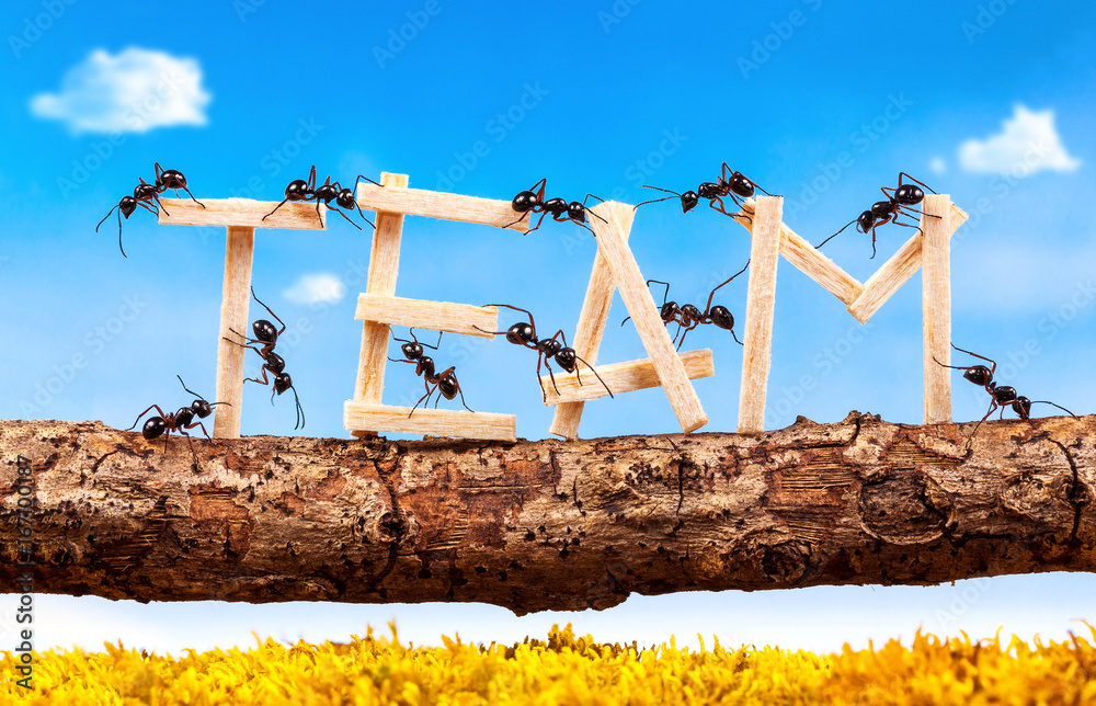Fotografie Ants carrying wording team, teamwork concept