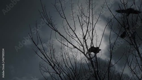 Scary crows in gloomy forest. One raven perching in bare tree branches screaming to raise an alarm and crow birds flying off against dramatic cloudy sky.