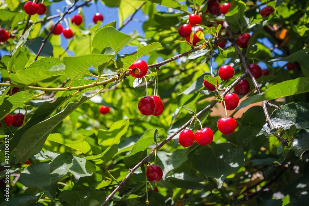 Red cherries on a branch with green leaves in summer