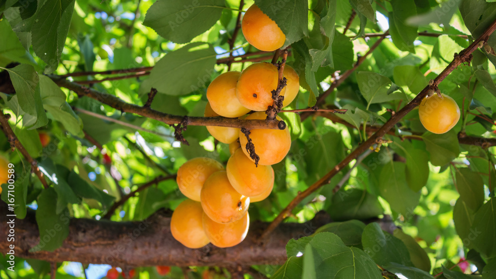 Ripe apricots grow on a branch among green leaves, close-up view