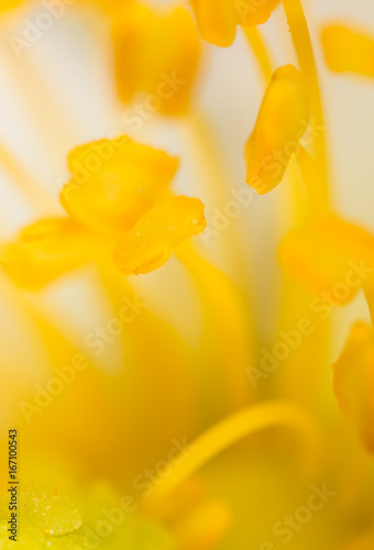 Yellow pollen on a flower in nature