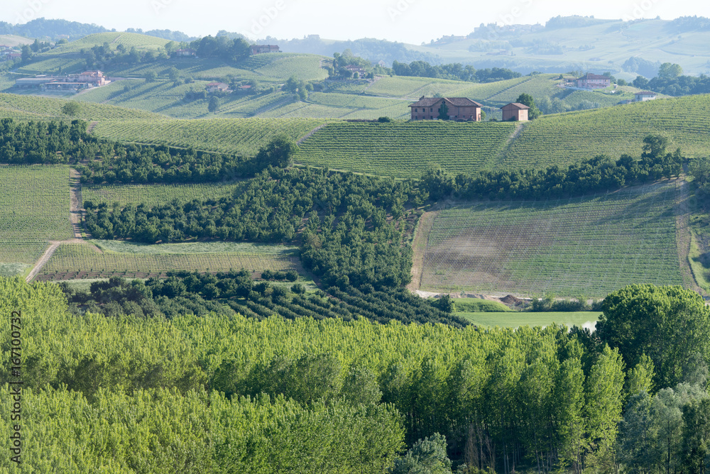 Langhe agricultural landscape, Piedmont, Italy