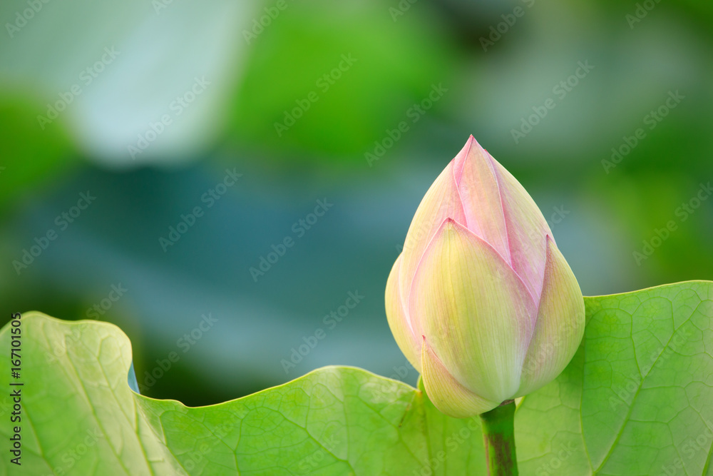 Obraz premium 蓮の蕾 別バージョン