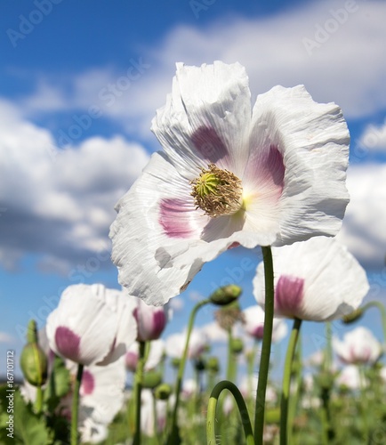 Detail of flowering opium poppy, poppy field