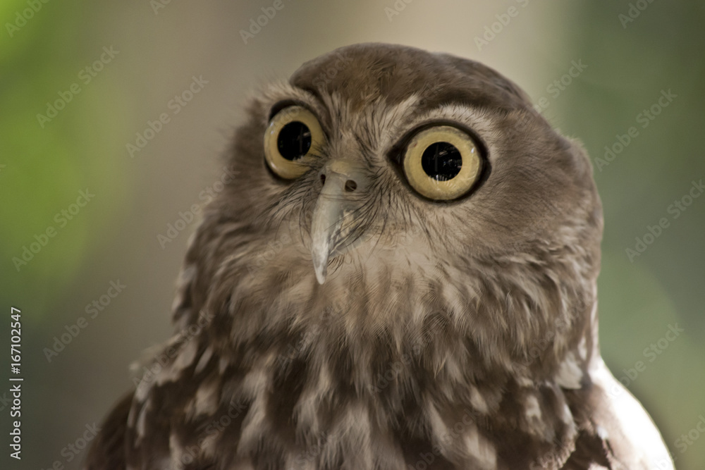 barking owl