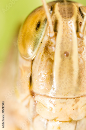A portrait of a grasshopper in nature.