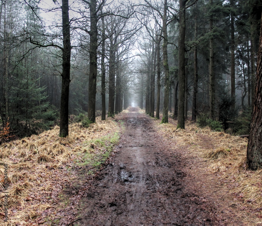 Forest path the veluwe