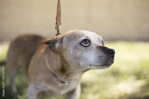 Timid puppy looking up