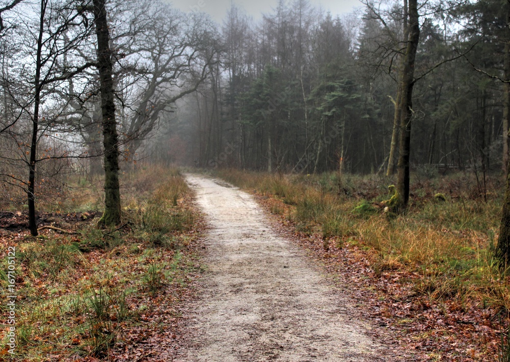Forest path the veluwe
