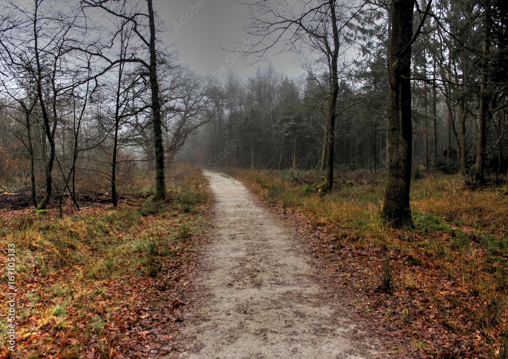 Forest path the veluwe