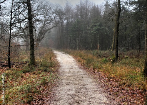 Forest path the veluwe