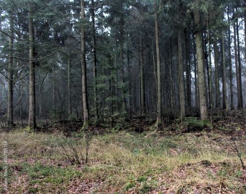 Forest path the veluwe