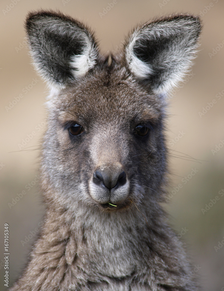 Portrait of a kangaroo, Snowy Mountains, New South Wales, Australia