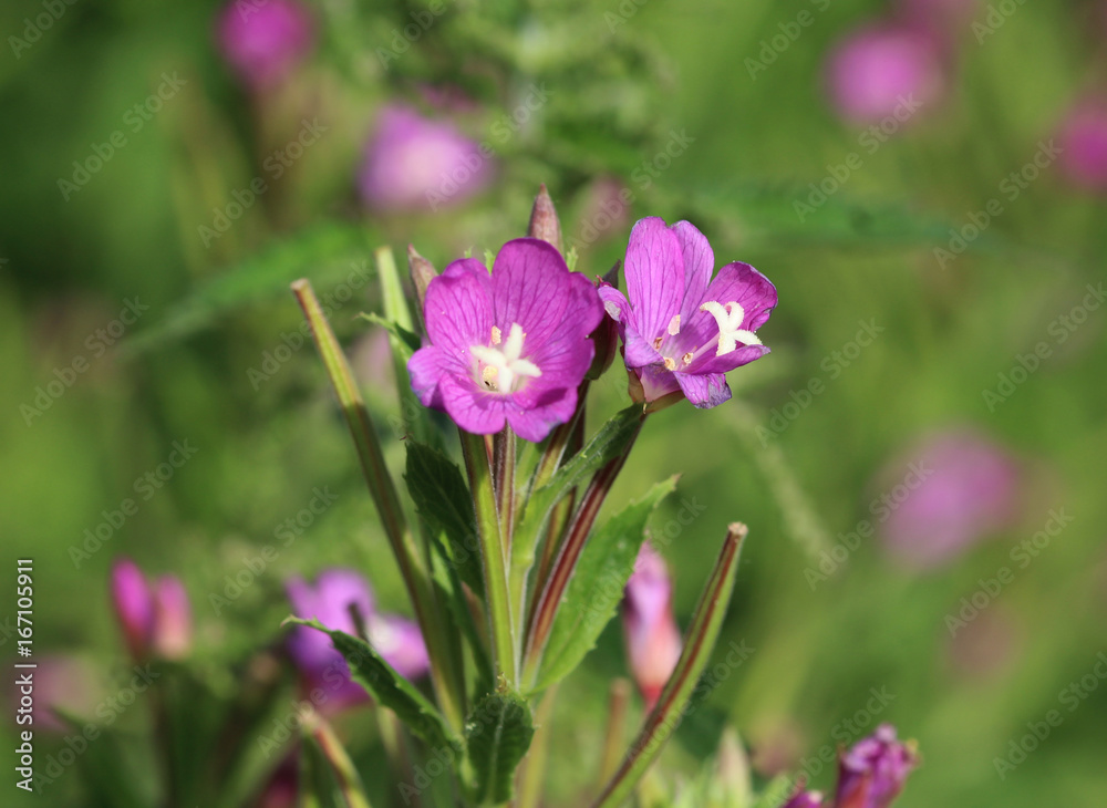 great willowherb (Epilobium hirsutum) great willowherb (Epilobium hirsutum)