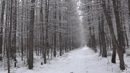 Winter forest during a snowfall.