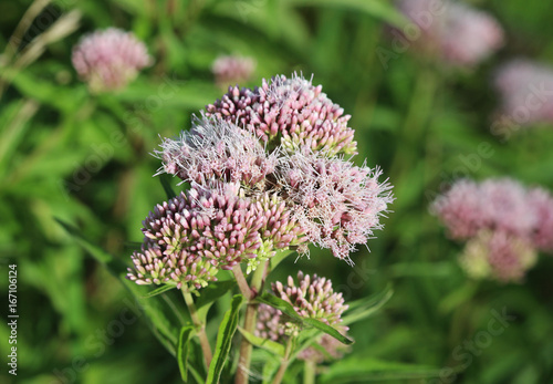 hemp-agrimony  Eupatorium cannabinum 