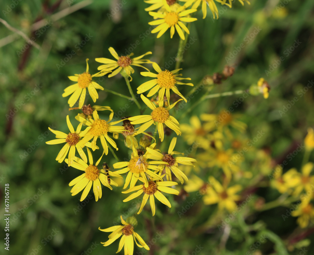 hoary ragwort (Jacobaea erucifolia) hoary ragwort (Jacobaea erucifolia)