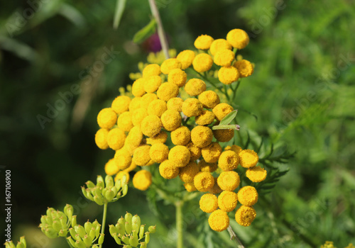 Tansy (Tanacetum vulgare)	
