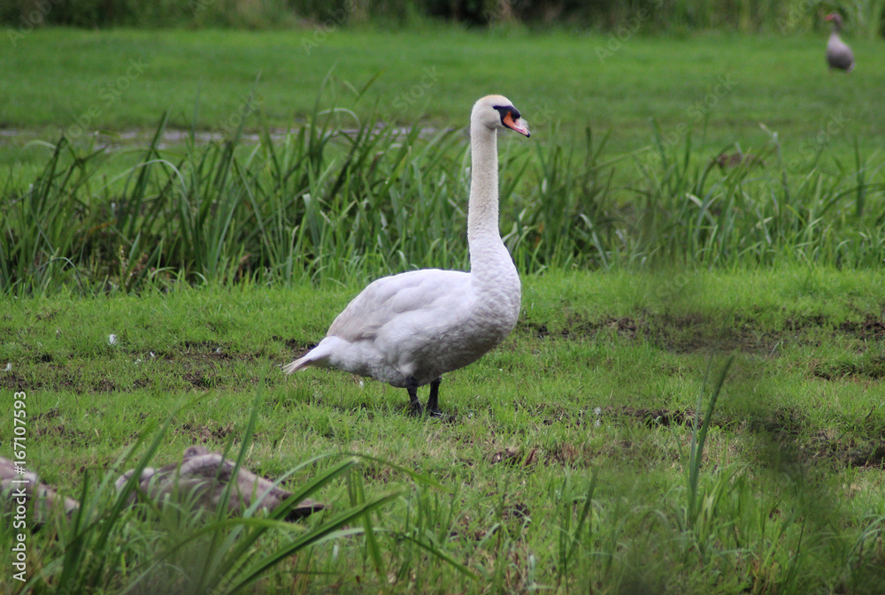 Fototapeta premium Mute swan