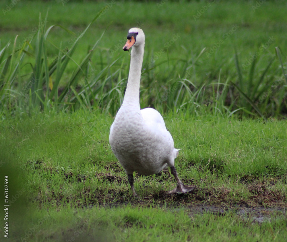 Obraz premium Mute swan