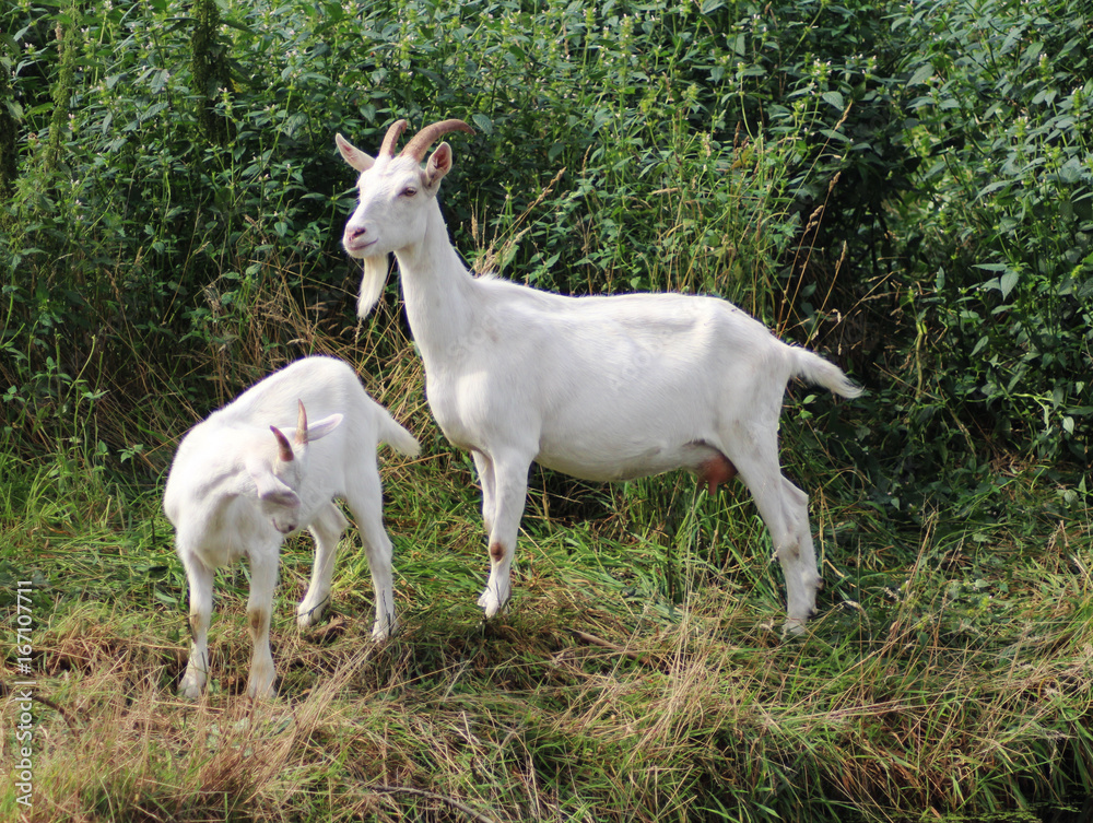 White milk goat