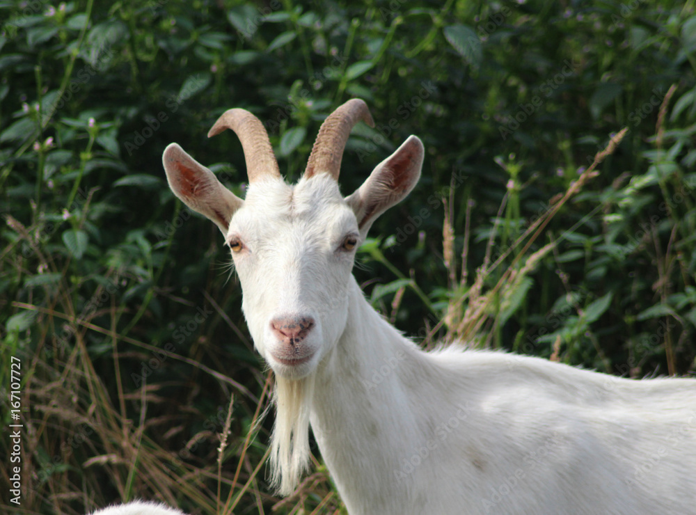 White milk goat White milk goat