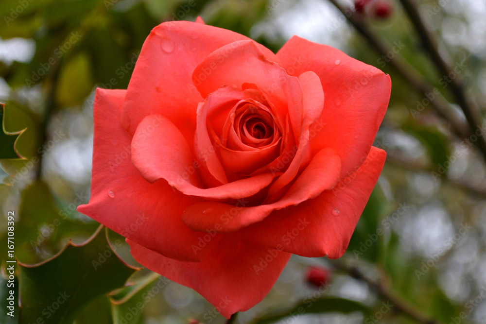 rose rose