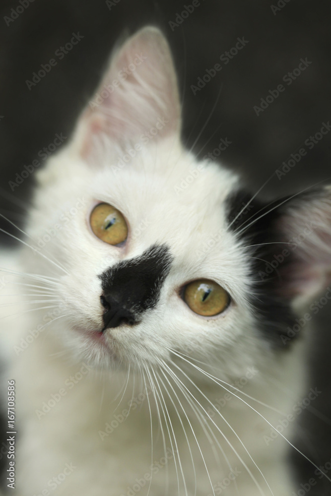 portrait of yellow eyed cat portrait of yellow eyed cat