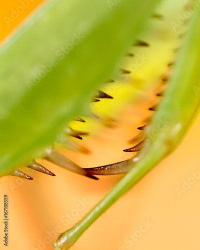 The paw of a green mantis in nature