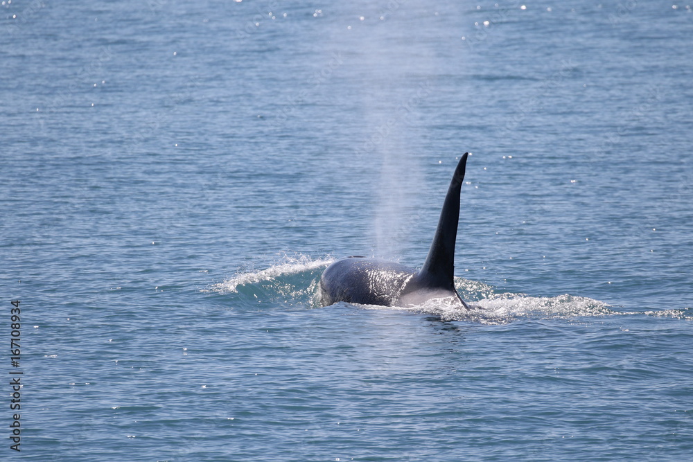 Frei lebender Killerwal (Orca) in Alaska, Seward Frei lebender Killerwal (Orca) in Alaska, Seward
