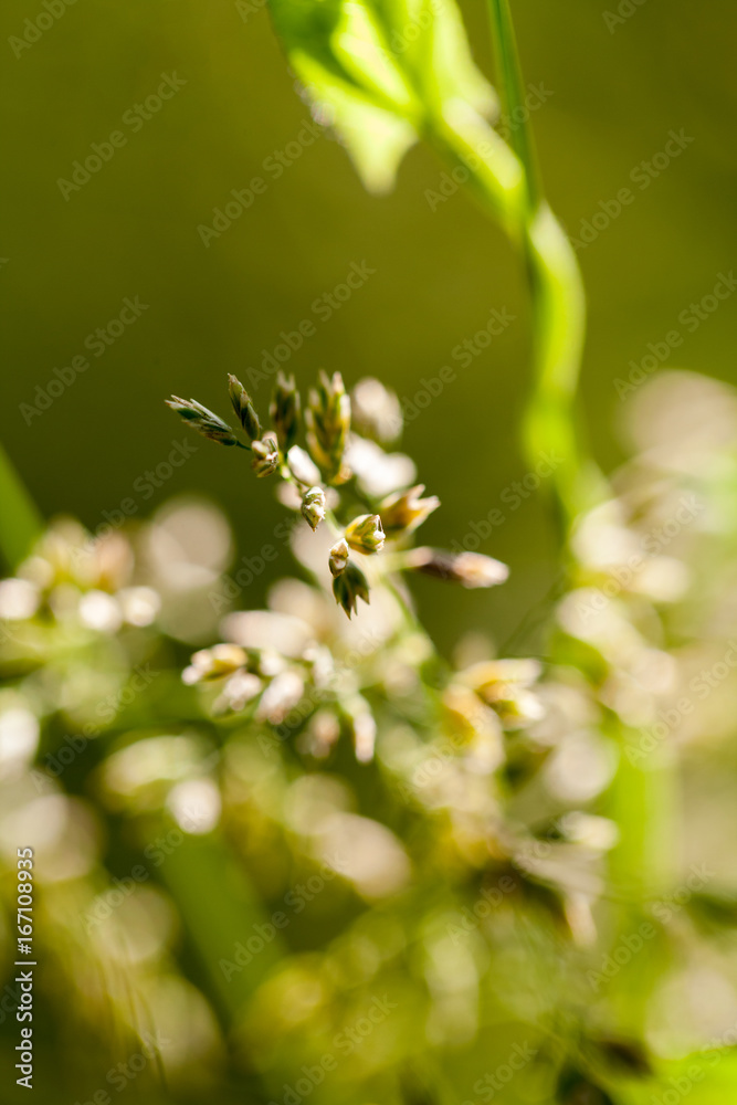 Green plants isolated on natural background with beautiful bokeh and contour light
