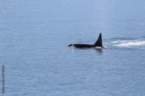 Frei lebender Killerwal (Orca) in Alaska, Seward