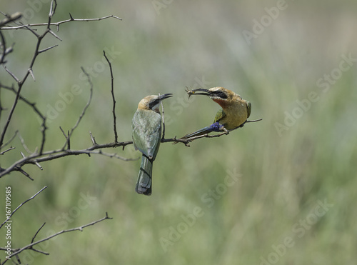 White Fronted Bee Eater feeding its fledgeling  They are dedicated parents.