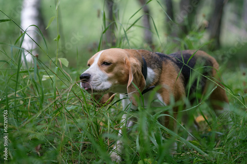 The Beagle eats the green grass in the forest