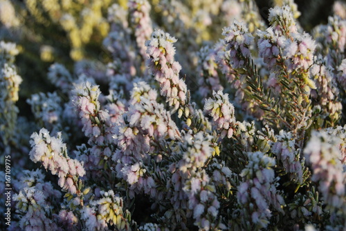 Schneeheide (Erica carnea) mit Reif überzogen
