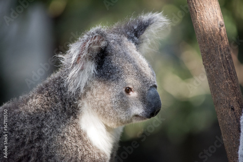 Fototapeta Naklejka Na Ścianę i Meble -  koala
