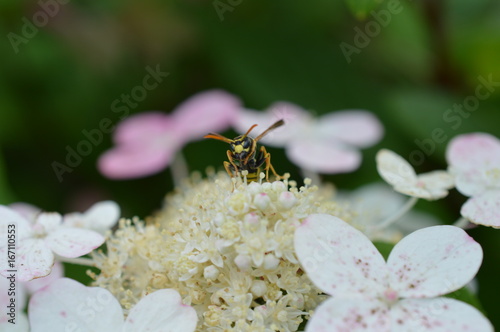 Hornisse auf einer Blüte © Monika