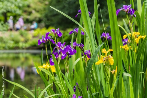 Fototapeta Naklejka Na Ścianę i Meble -  Yellow and purple iris on the water front