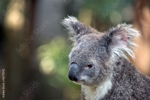 Fototapeta Naklejka Na Ścianę i Meble -  koala