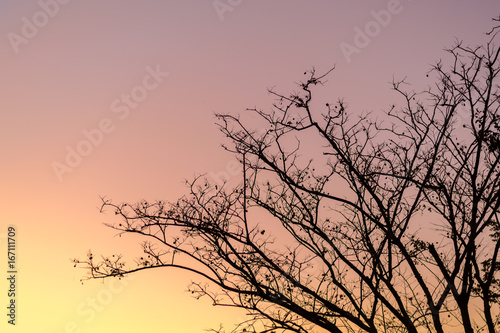 Silhouettes of Dead Tree without Leaves at sunset time
